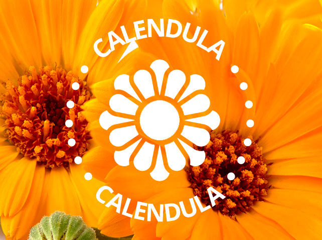 Calendula
